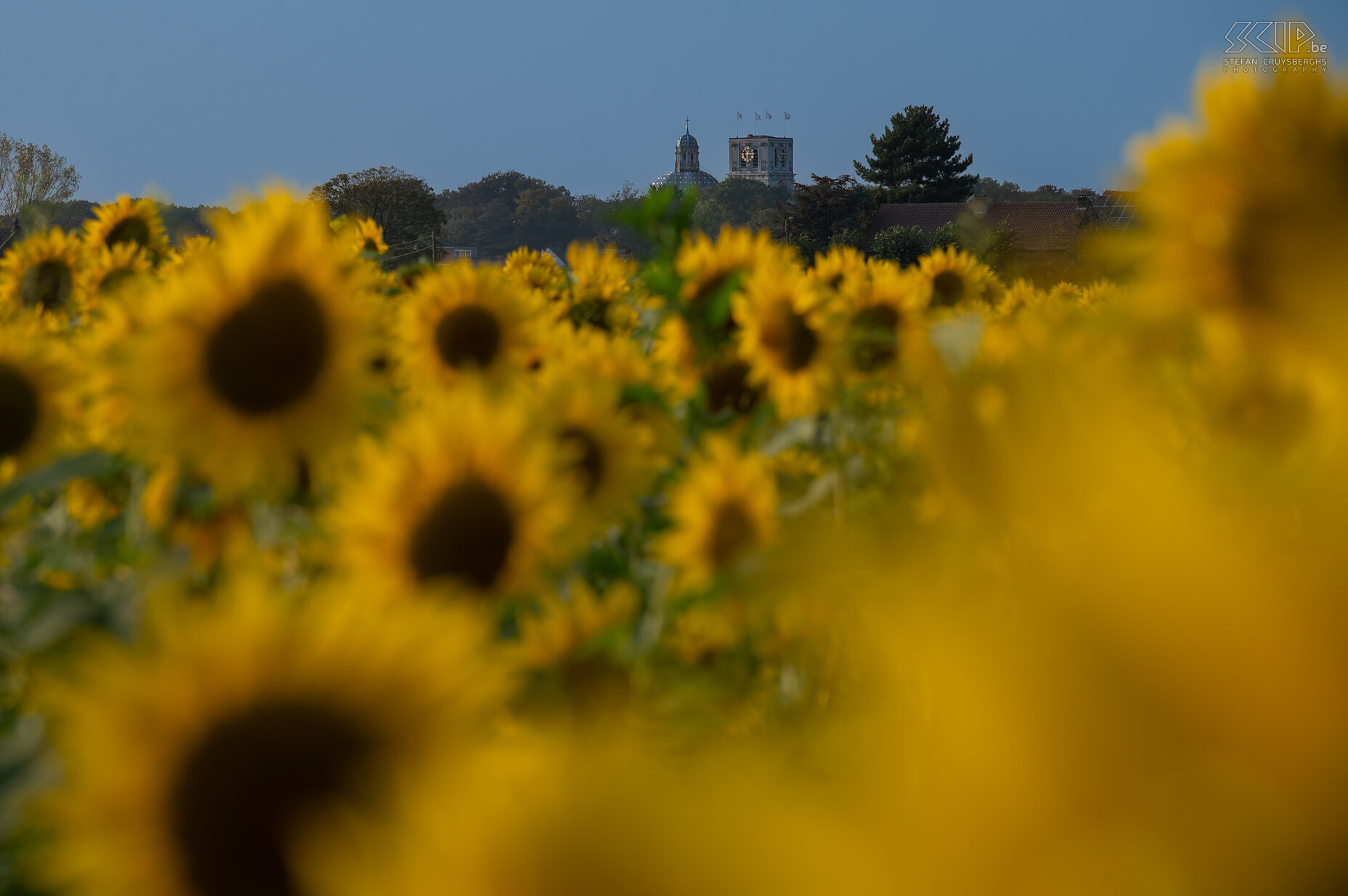Scherpenheuvel-Zichem - Last sunflowers near the basilica  Stefan Cruysberghs